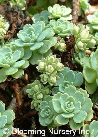 Sedum pachyclados